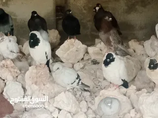  14 انواع حمام مشكلة للبيع