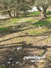  23 ارض زراعيه في بلعا دير الغصون