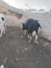  2 بقرة اضحية صلاة النبي