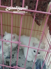  6 قطط بيض للبيع