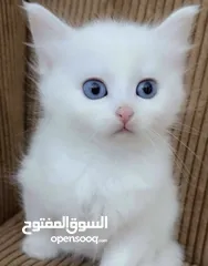  15 قــطــط لــلــبــيــع