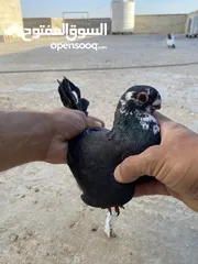  1 كوم حمام للبيع
