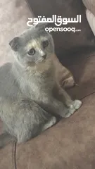  1 قطط.......