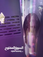  12 سمك او حوض وسمك للبيع