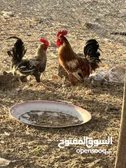  2 ديوك للبيع