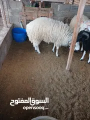  5 خروف للبيع