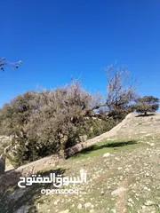  10 اعلى منطقة مطلة على عمان والسلط محاطة الحرش