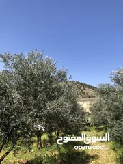  2 ارض لبيع دنمين وميتين وسبعه وسبعين متر بي جانب اسكان الداودي يمكن شراء جزء من الارض او فرزها