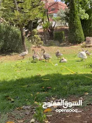  3 وز افريقي. بدل على طاؤوس