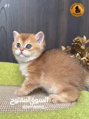  15 High-level British Shorthair kittens with pedigree