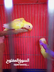 3 عصافير روز للبيع
