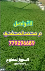  8 علف الازولا يزرع مره وينتج يوميا مدى الحياه للدجاج والمواشي وجميع الحويانات