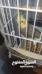  4 طائر كوكتيل