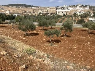  4 ارض جرش اللبيع دونم و 800 متر مربع ،على شارع الرئيسي.جنب ترخيص جرش منطقة خدمات قطعه مميزه جدآ .