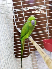  2 ببغاء دره هندي