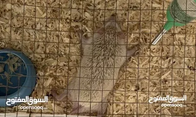  2 Hedgehog قنفذ ابيضّ هولندي