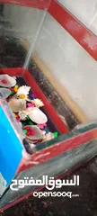  3 حوض سمك جديد زجاج