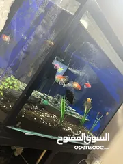  4 Aquarium for sale