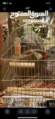  2 ببغاء كاسكو للبيع بسعر مغري جداً عمرو سنه و شهر و متكلم جدا صلاة النبي و أليف