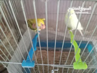  2 جوزين للبيع اقرأ الوصف