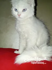  11 قطه كتن بيبي 3 شهور ابيض   و قطة سيامي و قط شوكلت   وبصحه ممتازه ماخذه المطاعيم قطة مداعبة هملايا