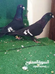  1 حمام للبيع