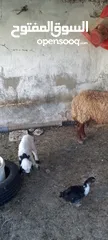  3 نعجه للبيع وراها عابوك عمان جاوا