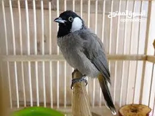  1 بلبل عراقي بوجنتين