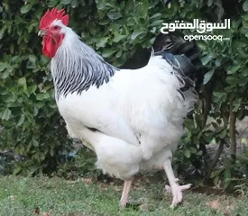  5 بيض دجاج ساكسو الانجليزي البياض البزرهالاصليه