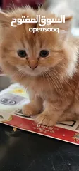  5 Persian Kittens  
