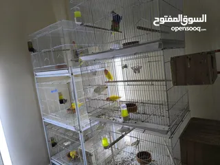  9 love Bird's 8 breeding pair for sale all is good and healthy jumbo size