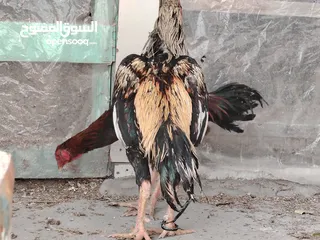  17 باكستاني، براهما، امهات لاحم فرخات عمر 3 شهور  صوص باكستاني حر  ديوك باكستاني خط أول و فرخات شغالة