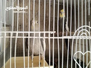  9 عصافير توكتيل جوز عصافير حب مخاليف