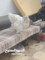  2 بيض مخصب براهمه الصلاة على النبي سعر البيضه .75 قرش