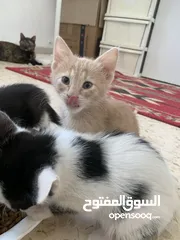  2 قطط للتبني في عمان