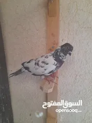  5 تشكيله حلوه طيوىر مقنوة الله يبارك لصاحب النصيب
