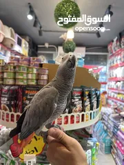  3 ببغاء الكاسكو
