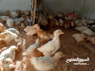  2 متاح صوص لوهمن براون البزره الاصليه
