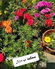 27 متوفر جميع انواع الاشجار المثمرة والزينة والورود وخدمة الزراع وتنسيق الحدائق وجميع انواع القواير