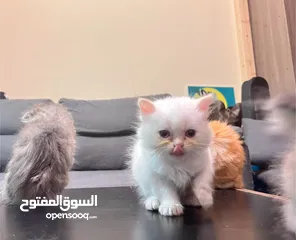  4 Cute Persian kittens