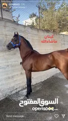  2 خيل عربي آصيل
