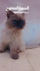  1 قطين هيملايا للبيع بسعب ممميز