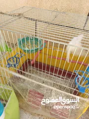  6 عصافير كناري للبيع