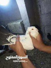 5 حمام .......