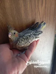  10 فراخ كنار وفراخ كوكتيل للبيع