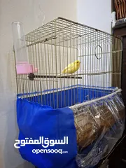  6 طائر كناري ذكر أصفر بالغ مع قفص