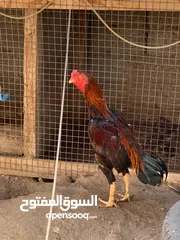  3 ديك باكستاني للبيع