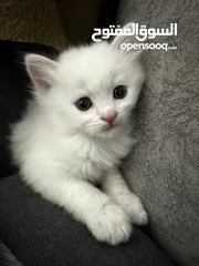  4 قط ابيض شيرازي