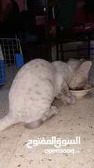 4 قطتين للبيع