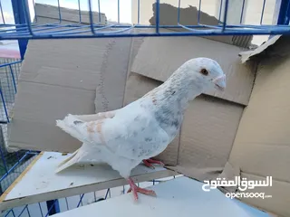  2 حمام بلدي وانواع اخره   بحاله ممتازة شغالات 14جوز وهاي بعض الصور